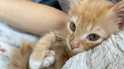 Illustration : "Un chaton minuscule s'accroche à la vie et se lie d'amitié avec tous ceux qu'il croise"