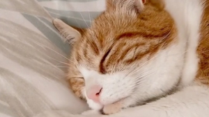 Illustration : "Chaque soir, ce chat s'assure que tous les membres de sa famille sont informés de son retour ! (Vidéo)"