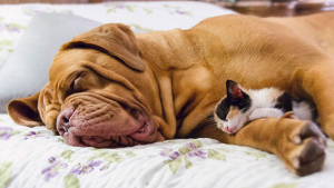 Illustration : "20 photos de chats qui adorent faire la sieste sur leur compagnon canin"