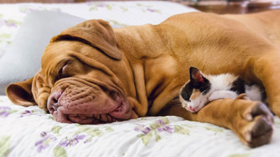 Illustration : "20 photos de chats qui adorent faire la sieste sur leur compagnon canin"