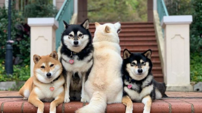 Illustration : "20 photos de groupe dans lesquelles un Shiba Inu joue les rebelles"