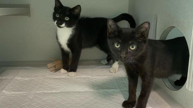 Illustration : "2 chatons découverts affamés et blessés dans un égout luttent ensemble pour s'offrir un nouveau départ"