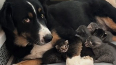 Illustration : "Toby le chien s’improvise babysitter de chatons pendant l’absence de leur maman (vidéo)"