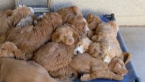 Illustration : "La vidéo de 16 chiots Labradoodles amassés les uns sur les autres pendant leur sieste fait fondre les internautes"