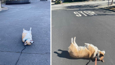 Illustration : "20 photos hilarantes de Corgis qui ne sont clairement pas de bonne humeur"