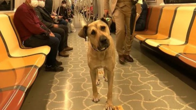 Illustration : "Un chien errant parcourt jusqu’à 30 km par jour en prenant les transports en commun"