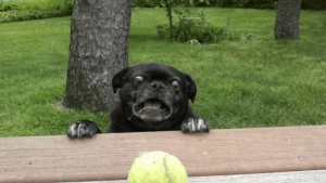 Illustration : "14 chiens et chats vivant une expérience hors du commun avec... une boule !"