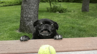 Illustration : "14 chiens et chats vivant une expérience hors du commun avec... une boule !"