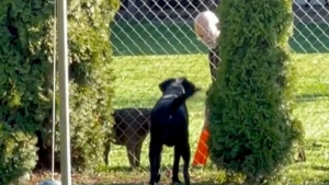 Illustration : "Elle voit son chien aboyer constamment contre le voisin et découvre qu'ils partagent un jeu secret (vidéo)"