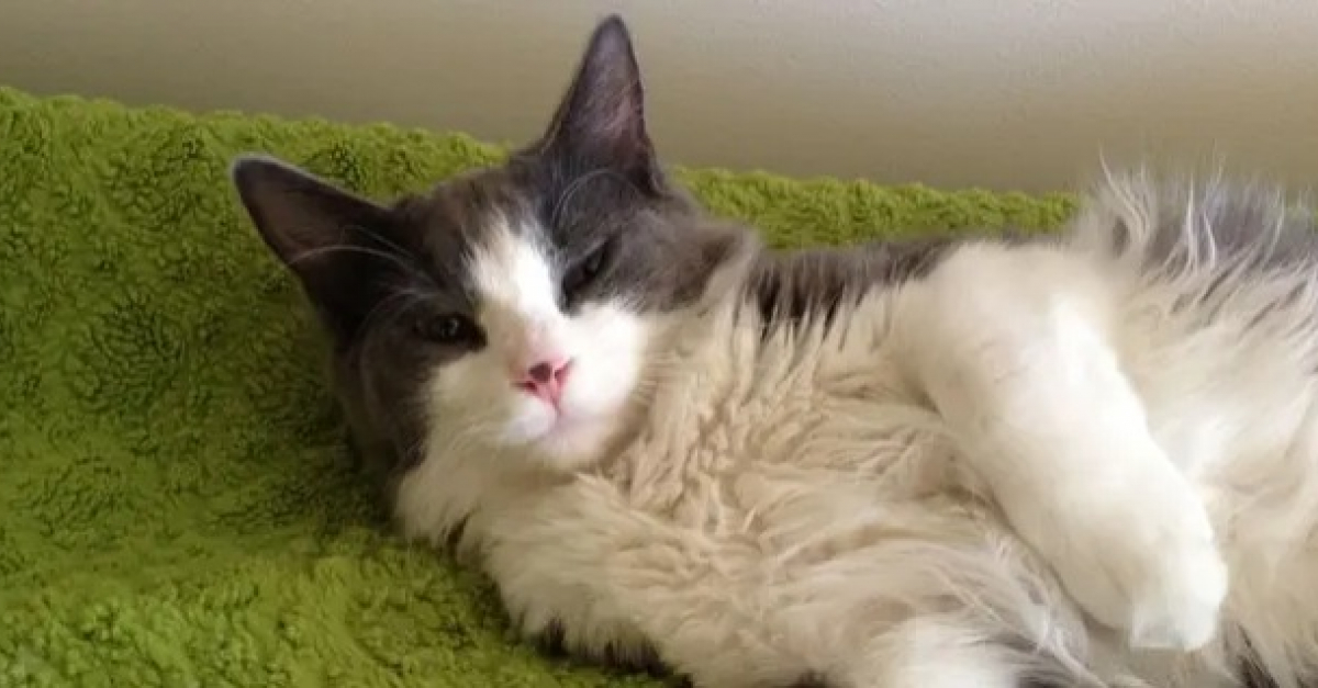 Apres 6 Ans De Recherche La Proprietaire D Un Chat Disparu Recoit L Appel Qu Elle Avait Tant Attendu