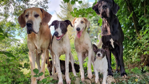 Illustration : "Le SOS d'une infirmière vétérinaire contrainte de trouver un nouveau logement avec ses 20 chiens en 5 mois"