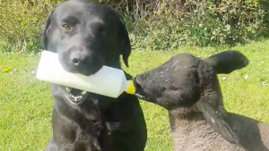 Illustration : "L'activité préférée de ce chien empreint de bienveillance ? Nourrir un agneau orphelin au biberon !"