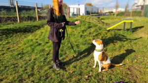 Illustration : "Ce chien apprend une nouvelle langue pour attirer plus d’adoptants (vidéo)"