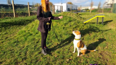 Illustration : "Ce chien apprend une nouvelle langue pour attirer plus d’adoptants (vidéo)"