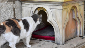 Illustration : "« C'est sa maison » : une chatte expulsée d'un célèbre palais croate se retrouve au cœur d'une polémique"