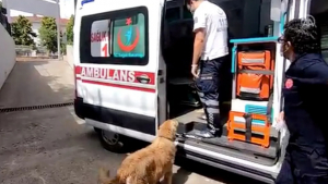 Illustration : "Un Golden Retriever refuse de quitter sa propriétaire malade et court après l'ambulance qui la transporte à l'hôpital (vidéo)"