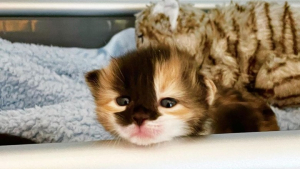 Illustration : "Un chaton orphelin ouvre les yeux pour la première fois et découvre le monde qui l’entoure (vidéo)"