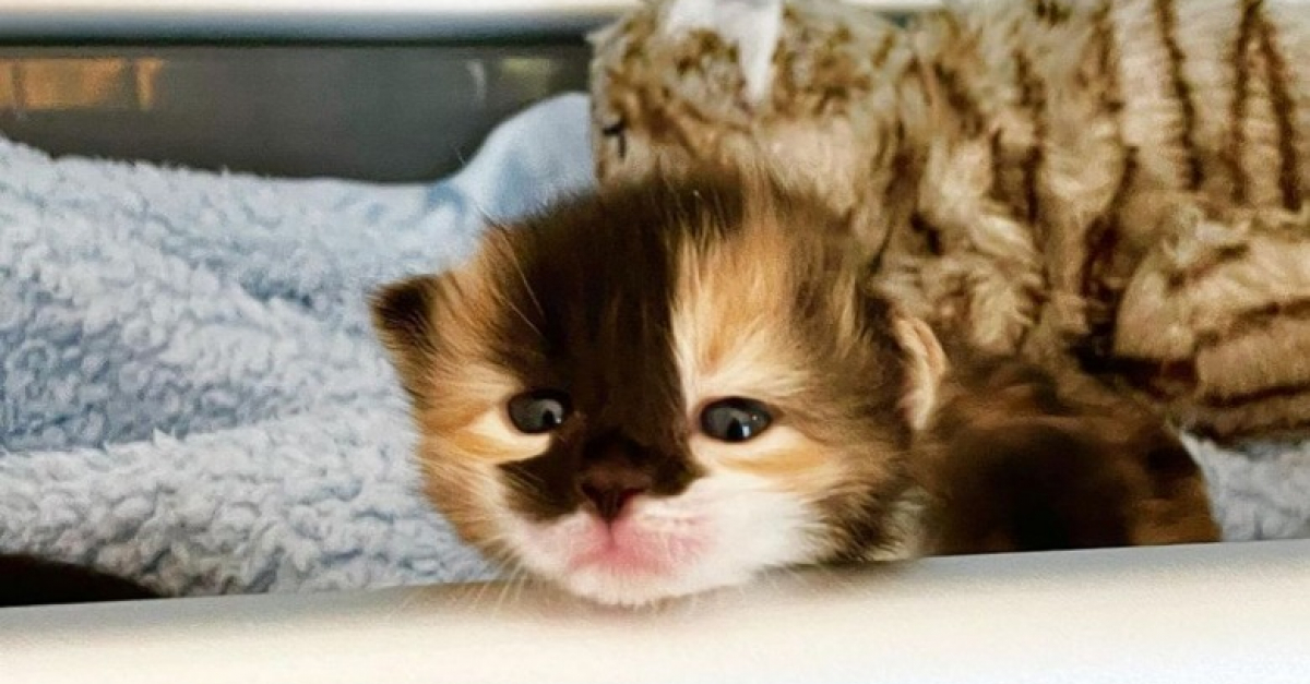 Un chaton orphelin ouvre les yeux pour la première fois et découvre le