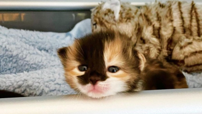 Illustration : "Un chaton orphelin ouvre les yeux pour la première fois et découvre le monde qui l’entoure (vidéo)"