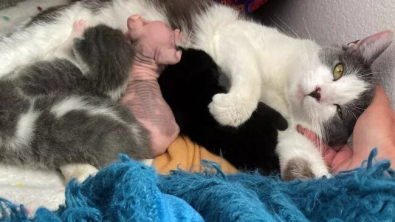 Illustration : Une chatte à l’esprit maternel adopte un nouveau-né Sphynx rejeté par sa propre mère (vidéo)