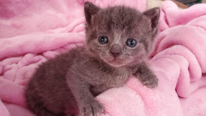 Illustration : "Un petit chaton défie toutes les probabilités face à une maladie cardiaque rare"