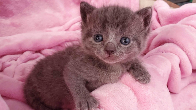 Illustration : "Un petit chaton défie toutes les probabilités face à une maladie cardiaque rare"