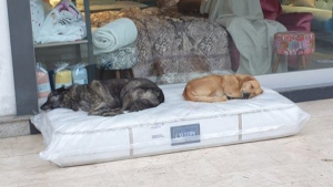 Illustration : "Ce magasin de literie met à disposition un lit douillet pour les chiens errants de la ville"