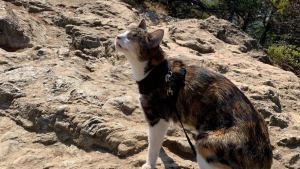 Illustration : "Une chatte aveugle fan de randonnées prend sa revanche sur la vie (vidéo)"