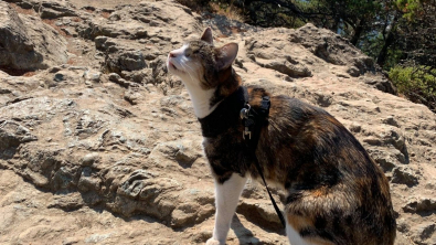 Illustration : "Une chatte aveugle fan de randonnées prend sa revanche sur la vie (vidéo)"
