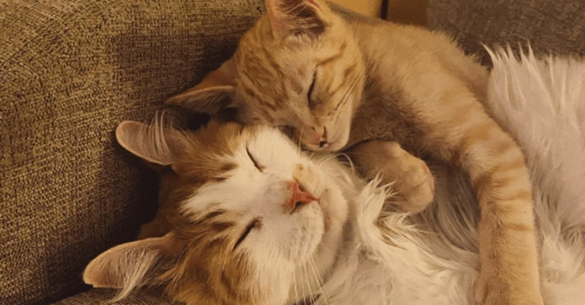 13 photos d'animaux câlins qui vous font découvrir la définition du mot