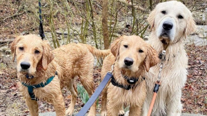 Illustration : "L’adorable réaction d’un chien rencontrant ses nouveaux frères chiots (vidéo)"