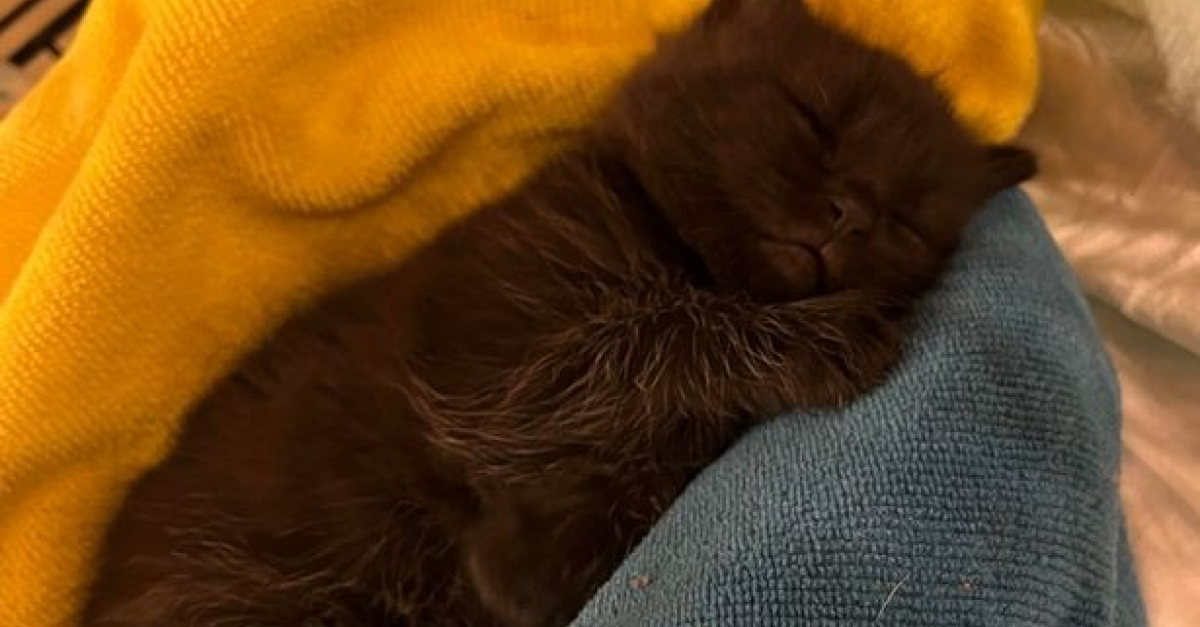 Après avoir été trouvé dans une rivière, ce chaton ne voulait ne voulait ni boire ni manger