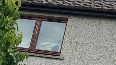 Illustration : Un chat se retrouve pris au piège dans la maison de ses voisins, et fait signe à sa maîtresse pour qu’elle lui vienne en aide