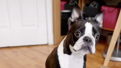 Illustration : "Un chien mis au régime amuse et émeut les internautes dans une vidéo devenue virale"