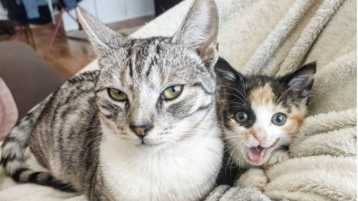 Illustration : "Une chatte prend son rôle de famille d’accueil très au sérieux et s’occupe d’un chaton rescapé"