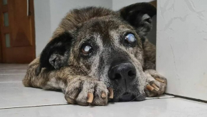 Illustration : "Un chien âgé, malade et au lourd passé reste 10 ans dans un refuge avant de rencontrer celle qui changera sa vie (vidéo)"