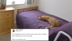 Illustration : "Un homme consulte par hasard un site de vente immobilière et découvre son chat sur les photos"