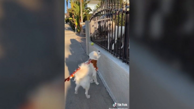 Illustration : "Une chienne reçoit un cadeau de son « petit ami » à chaque fois qu’elle passe devant chez lui"