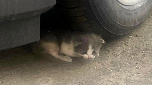 Illustration : "Un chaton abandonné a été retrouvé sous 38°C, s’abritant de son mieux sous l’ombre d’une voiture"