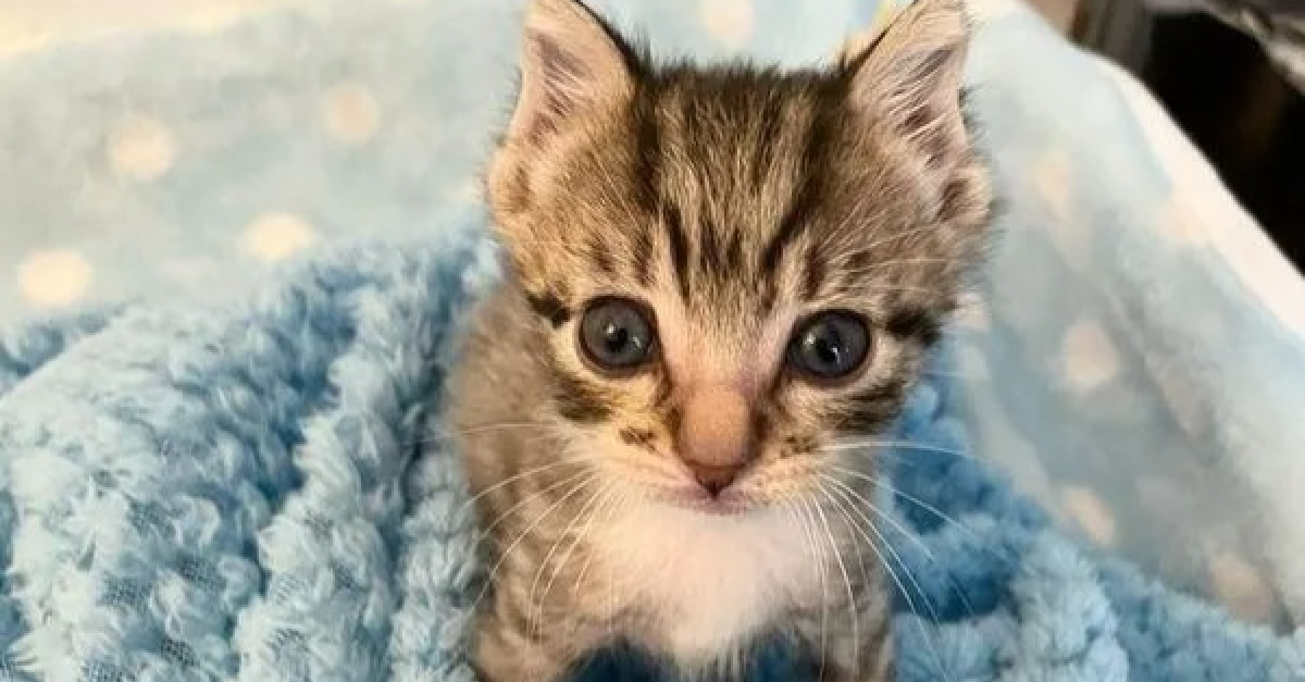 Ce Chaton Ressemblant A Un Petit Elfe Decouvre Le Bonheur De Vivre Entoure D Amour