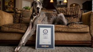 Illustration : "Ce Dogue Allemand obtient le titre de plus grand chien du monde par le Guinness World Records (vidéo)"