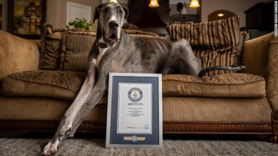 Illustration : Ce Dogue Allemand obtient le titre de plus grand chien du monde par le Guinness World Records (vidéo)