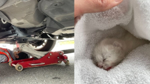 Illustration : "Un chaton dont la mère venait de perdre la vie a été retrouvé juste à temps, caché dans le capot d’une voiture"