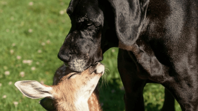 Illustration : "20 photos d'animaux qui viennent de connaître le coup de foudre amical"