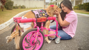 Illustration : "Abandonnée après s’être brisée la colonne vertébrale à 3 mois, cette chienne paralysée retrouve la joie de vivre avec son fauteuil roulant et une famille aimante"
