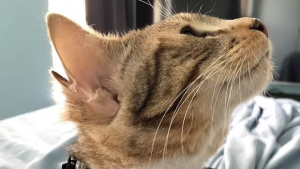 Illustration : "Un chaton naît avec 4 oreilles et fait fondre sa future maîtresse (vidéo)"