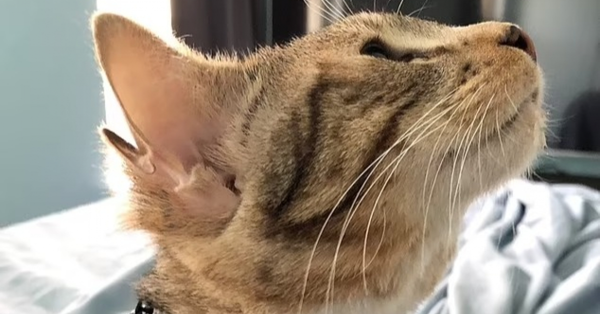 Un chaton naît avec 4 oreilles et fait fondre sa future maîtresse (vidéo)