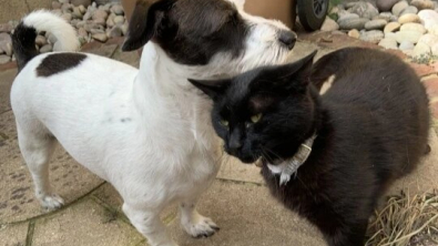 Illustration : "Une chatte noire frappe tous les jours à la porte de son compagnon canin (vidéo)"