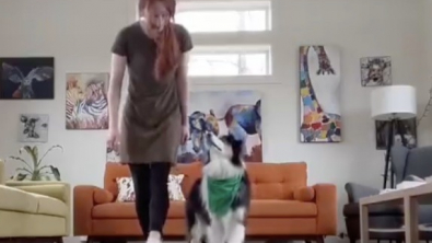 Illustration : "Une chienne devient célèbre en dansant pour la Saint-Patrick (vidéo)"