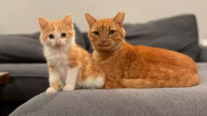 Illustration : "Un chat semi-sauvage rentre plus souvent à la maison pour s’occuper d’un chaton mal en point"